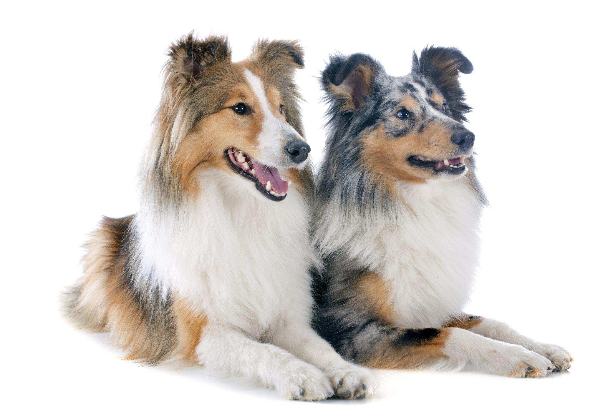 Your #1 CBD for Dogs | Oils, Treats & More | Incr-edibles UK